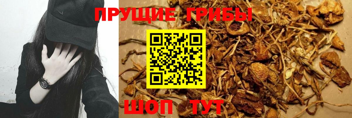 Батайск  Псилоцибиновые грибы Cubensis  Вход с VPN  Галлюциногенные грибы GOLDEN TEACHER 